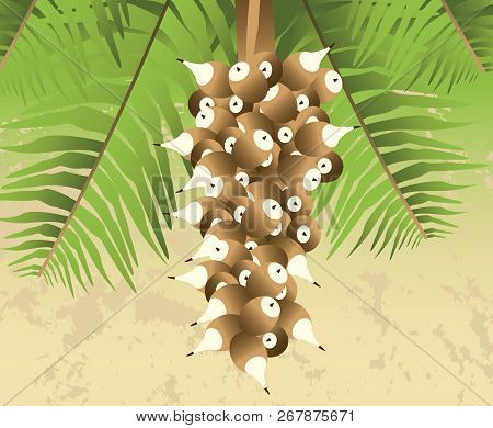Cohune Nut Palm Tree From South America