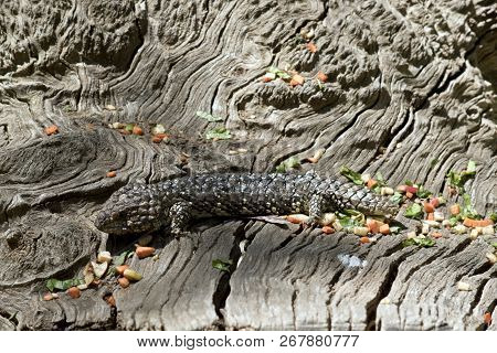 The Shingle Back Lizard Is Hiding In Plain Sight It Uses Its Natural Camouflage To Protect Itself Fr