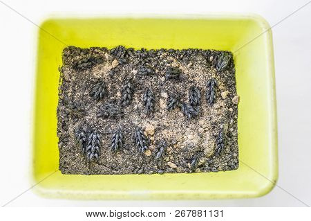 Prehistorical Wheat Ears Founded At Bronze Age Excavation. Archaeobotany Concept