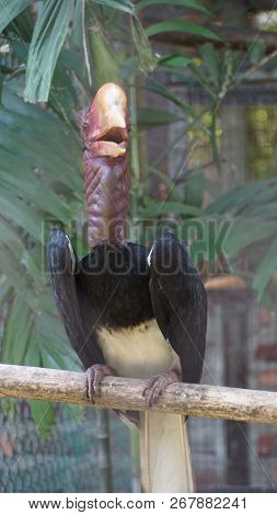 The helmeted hornbill is a very large bird in the hornbill family. It is found on the Malay Peninsul