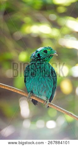 The green broadbill also known as the lesser green broadbill is a small bird in the broadbill family
