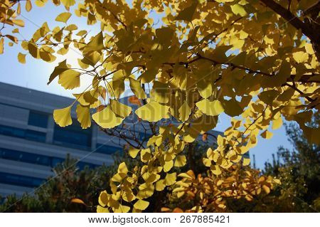 Yellow Ginko Biloba Leaves In Autuum With Sun