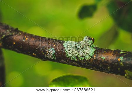 Lichen On The Bark Of A Tree. Lichen Grows On Birch