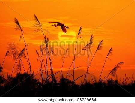 bulrushes flighting 조류와 석양의 하늘 배경 위에 햇빛에 대 한
