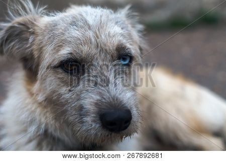 Dirty Dog With A Collar And Eyes Of Different Colors. Heterochromia