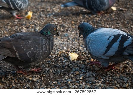 Two Pigeons And One Piece Of Bread In The Foreground. Many Doves In The Background Pecking Bread