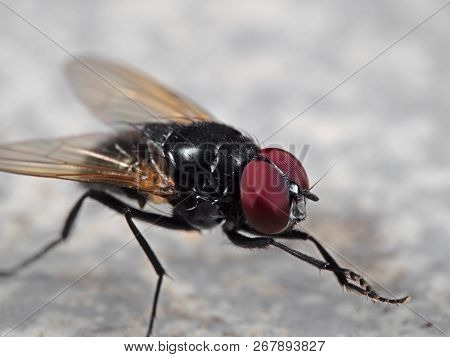 Macro Photography Of Noon Fly On The Floor