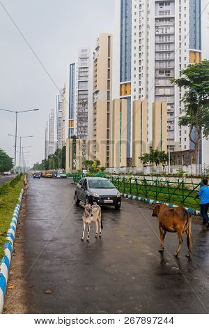 Kolkata, India - October 28, 2016: View Of Cows On A Street Near Uniworld City Development In Kolkat