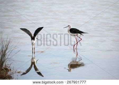 Two Birds Called Black Winged Stilt With A Beak On The Water Of The Swamp