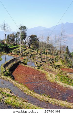 ハニ鴛鴦、雲南省、中国の棚田