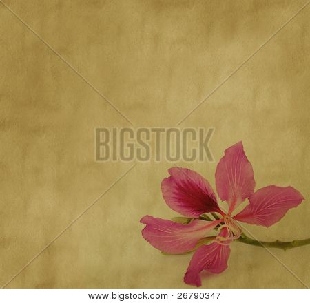 Bauhinia Blume auf abstract Grunge hintergrund