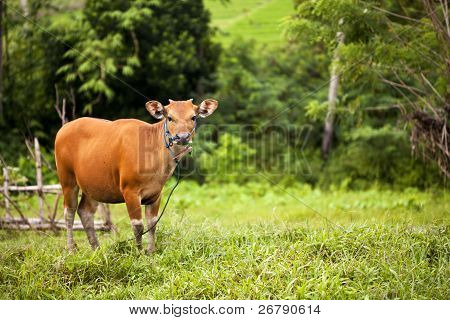 mucca balinese