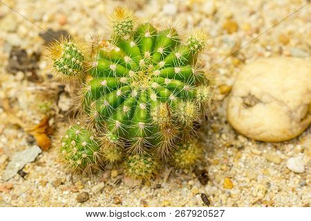 Echinopsis Calochlora Is A Cactus. Popular In Farming.