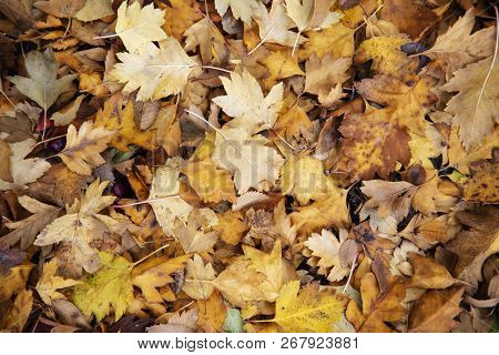 Shrub, Hawthorn, Autumn, Foliage, Brown, Fallen, Background,