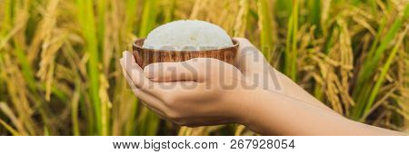 The Hand Holds A Cup Of Boiled Rice In A Wooden Cup, Against The Background Of A Ripe Rice Field Ban