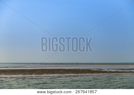 Flamingo In The Island Of Orango In Guinea Bissau. Orango Is Part Of The Bijagos Archipelago; Concep