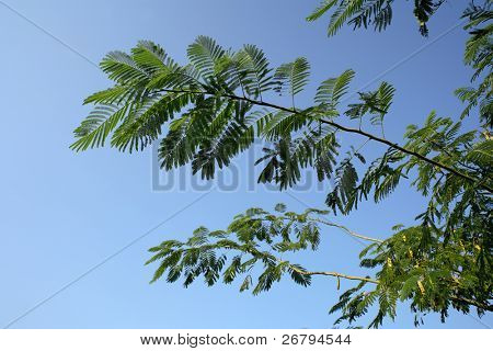 Locust tree på foråret i skoven