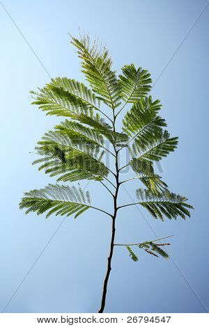 Locust tree på foråret i skoven