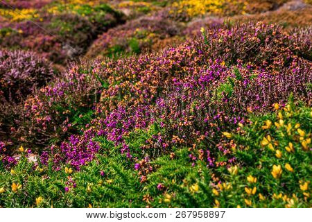Surrounding Flowering Areas To The Wheel Engine House Ruins, Wheal Coates Mine On Cliffs Near St. Ag