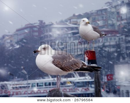 cerca de tiro de las gaviotas y los transbordadores