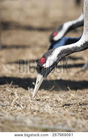 Crane Group Eating Grain In Gallocanta, Spain