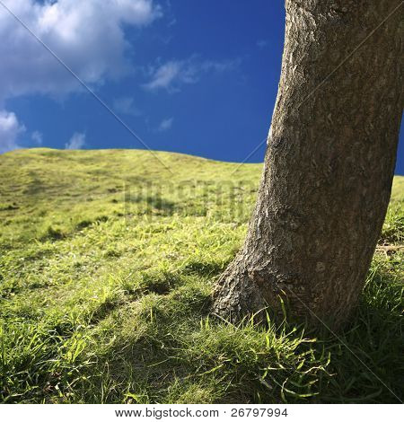 Close up shot di un albero in natura