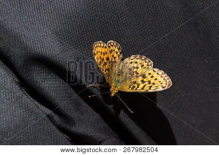 Silver-washed Fritillary Butterfly Is Deep Orange With Black Spots A Sitting On Black Textured Texti