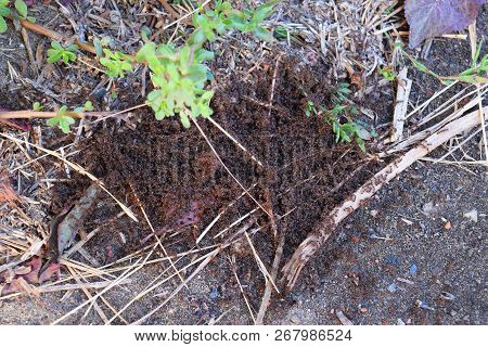 Colony Of Red Ants Small. Spring Outputs Ants On The Surface For Mating.