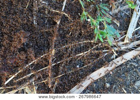 Colony Of Red Ants Small. Spring Outputs Ants On The Surface For Mating.