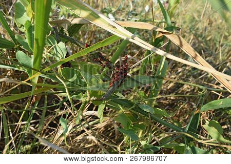 Firebugs Mating And Walking Backwards. Spring Nature Fire Bug Red Insects Macro. Red Bugs In The Gra