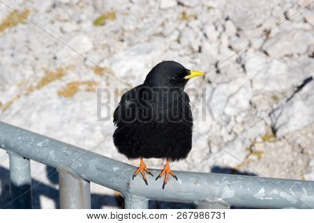 Alpine Chough Posing On Handrail On Dachstein, Schladming, Austria