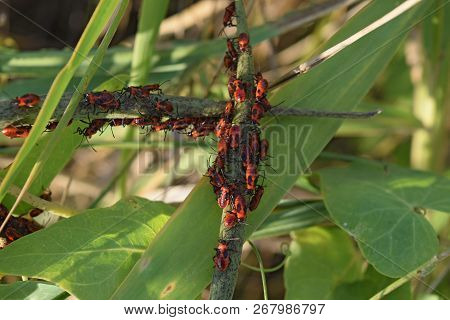 Firebugs Mating And Walking Backwards. Spring Nature Fire Bug Red Insects Macro. Red Bugs In The Gra