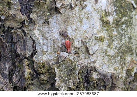 Trombidiidae On Tree Bark. Spring Trombidiidae In Search Of Food.
