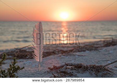 White Orange Feather In The Sand On The Beach. Orange Sunset And Sea On The Background. Sun Way On T