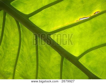 Kæmpe blad baggrundsbelyst