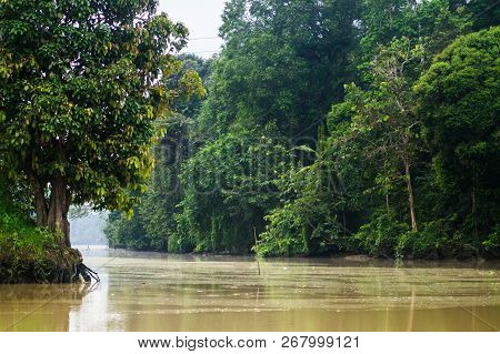 Rainforest Along The Kinabatangan River, Sabah, Borneo. Malaysia.