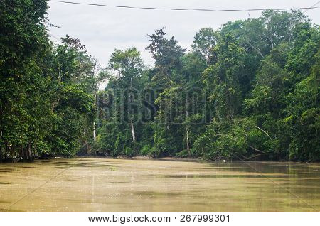 Rainforest Along The Kinabatangan River, Sabah, Borneo. Malaysia.