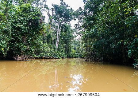Sail Along The Lush Rainforest Along Yellow Water Of Sabah, Borneo. Malaysia.