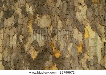 Close View Of The Bark Texture Of A Tree