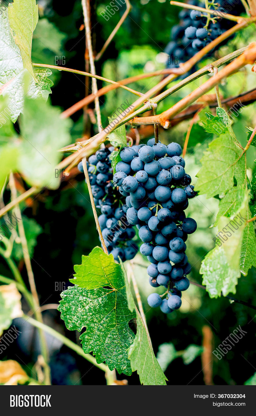 Purple Grapes On Image & Photo (Free Trial) Bigstock