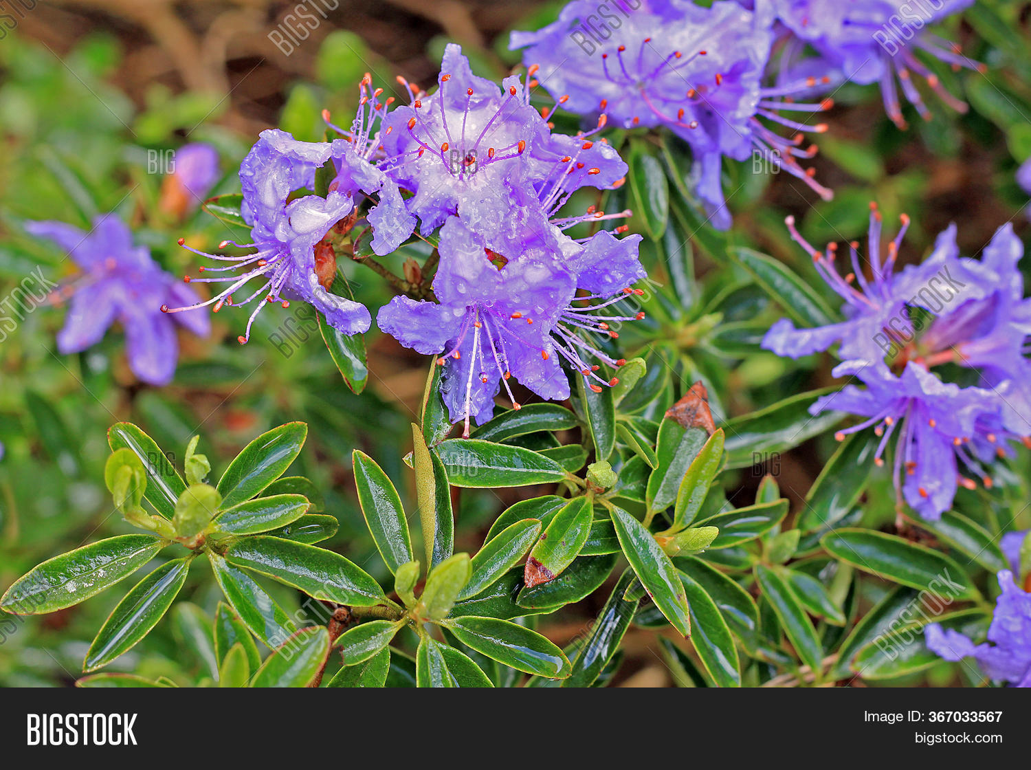 Rhododendron Spring. Image & Photo (Free Trial) | Bigstock