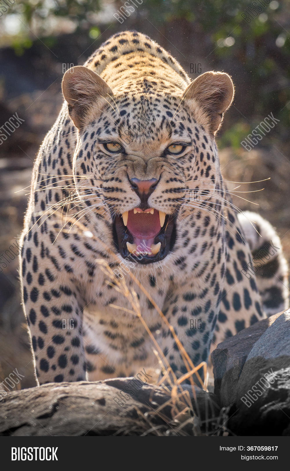 One Adult Male Leopard Image & Photo (Free Trial) | Bigstock