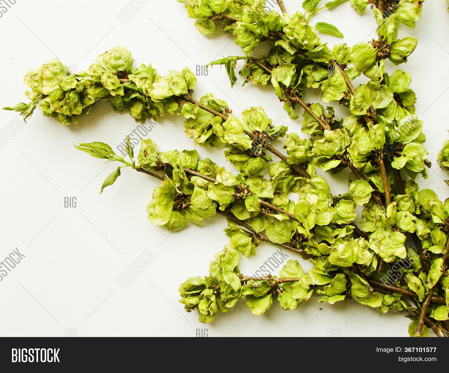 Elm Tree Flowers On Image & Photo (Free Trial) Bigstock