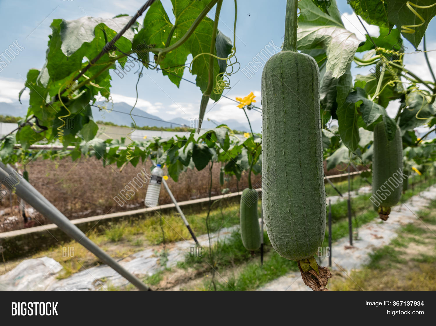 Loofah Farm Daytime Image & Photo (Free Trial) Bigstock