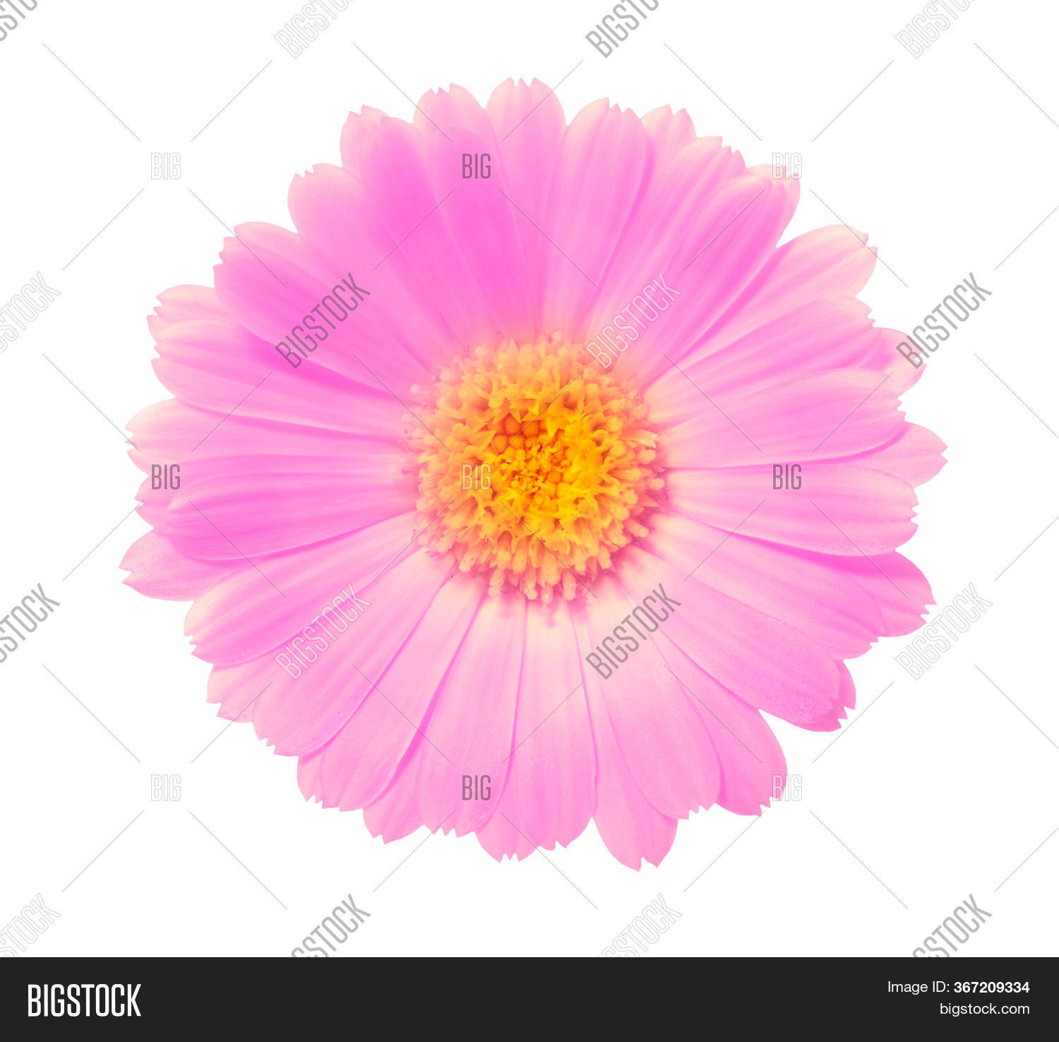 Pink Flower On White Image & Photo (Free Trial) Bigstock