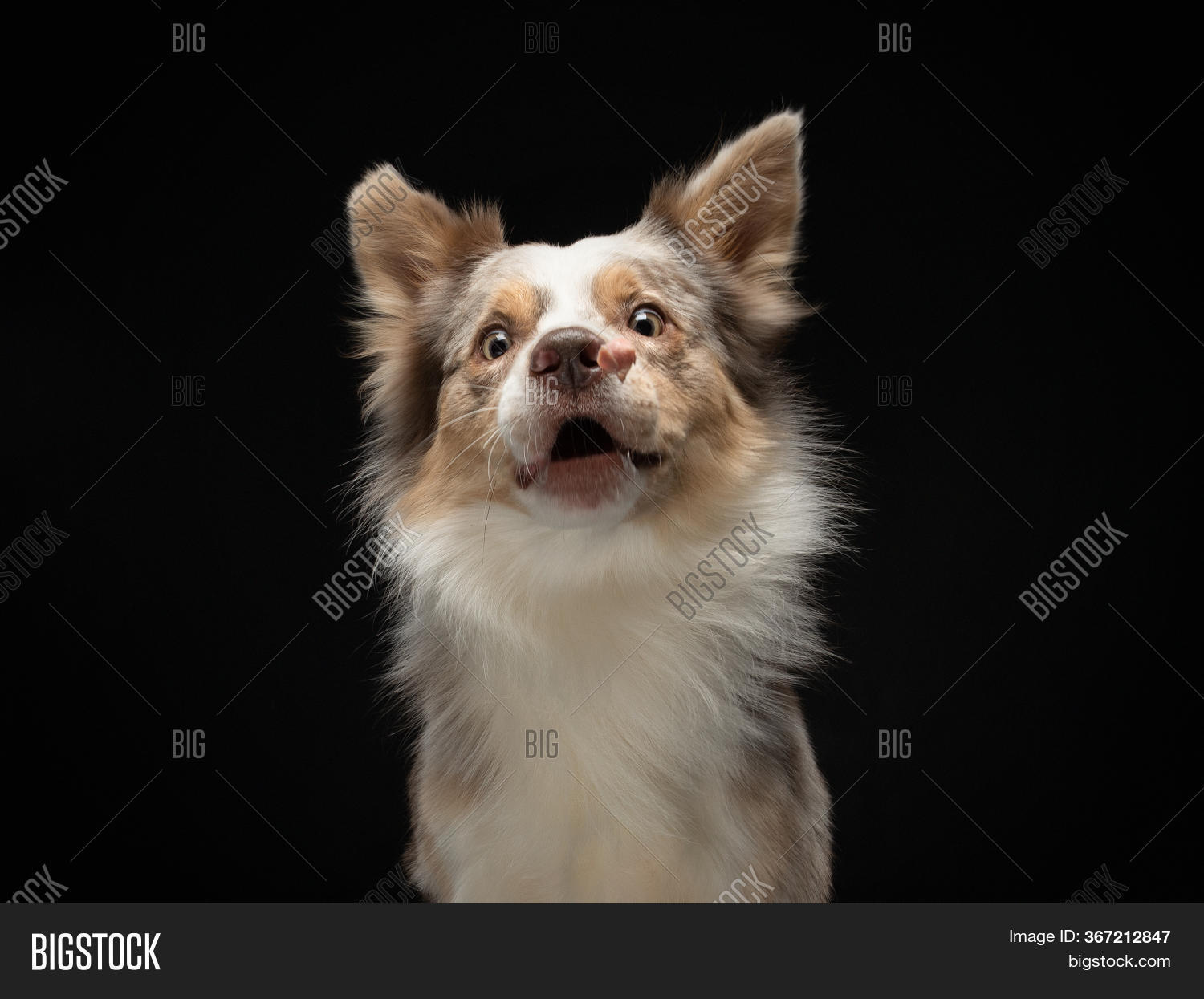 Dog Catch Food. Funny Image & Photo (Free Trial) Bigstock