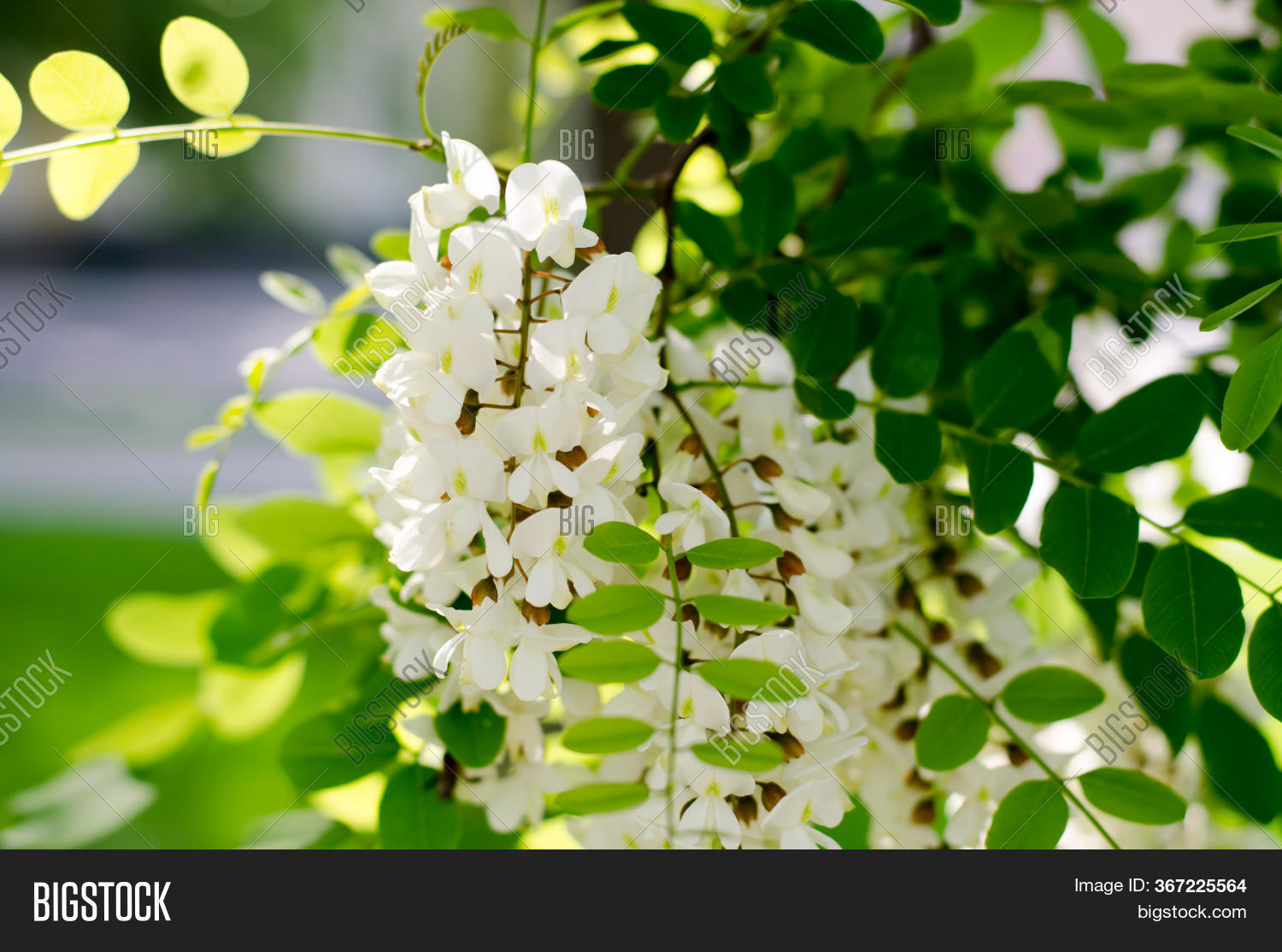 Blooming Acacia. White Image & Photo (Free Trial) | Bigstock