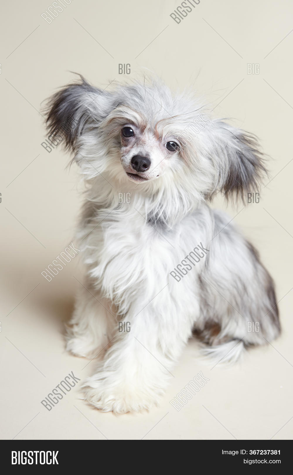 Small Darling Dog On Image & Photo (Free Trial) Bigstock