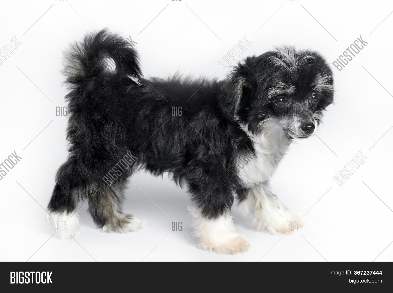 Small Darling Dog On Image & Photo (Free Trial) Bigstock