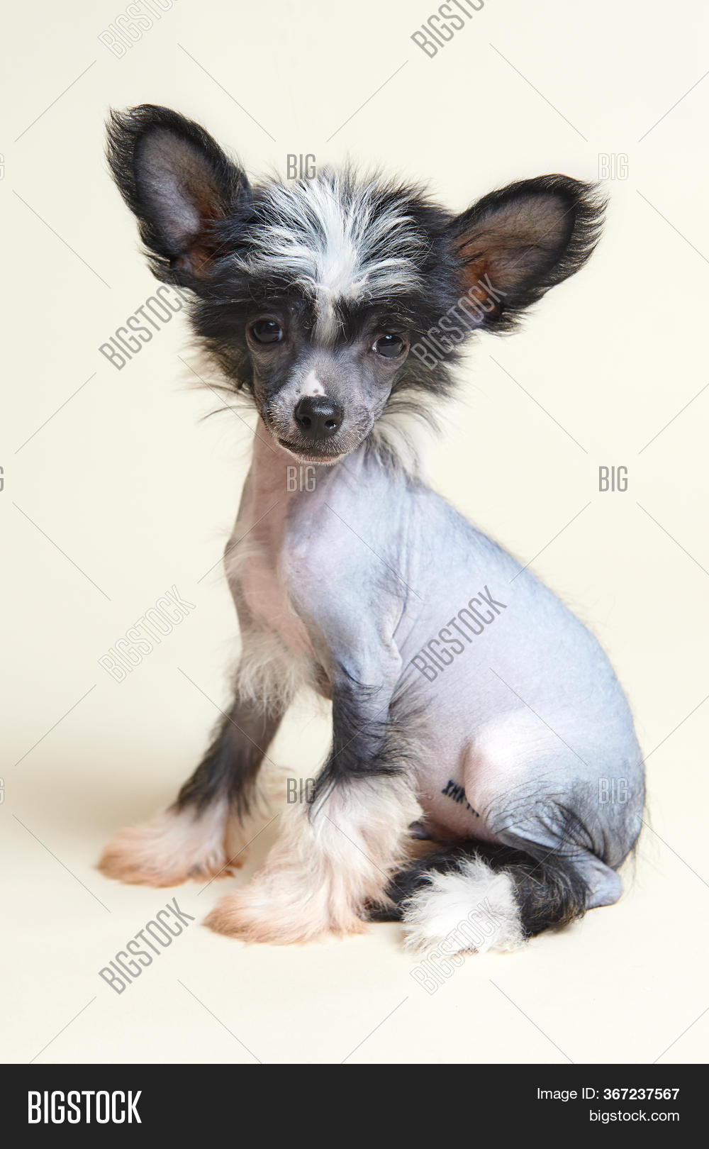Small Darling Dog On Image & Photo (Free Trial) Bigstock